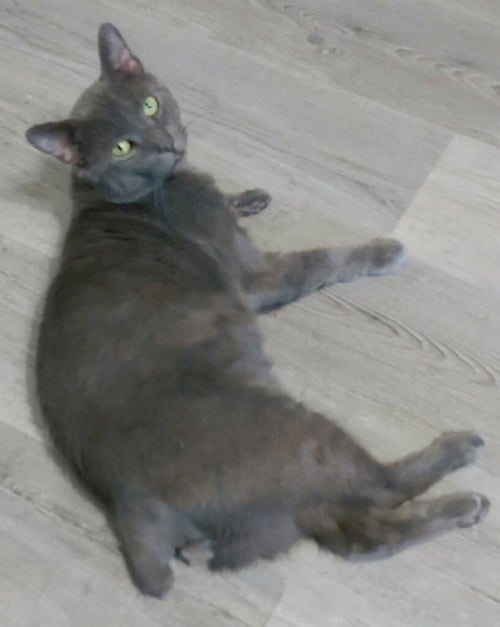 SHADOW BLACKSTONE - Domestic Short Hair available for adoption