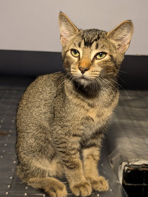 GEORGIE - Domestic Short Hair available for adoption