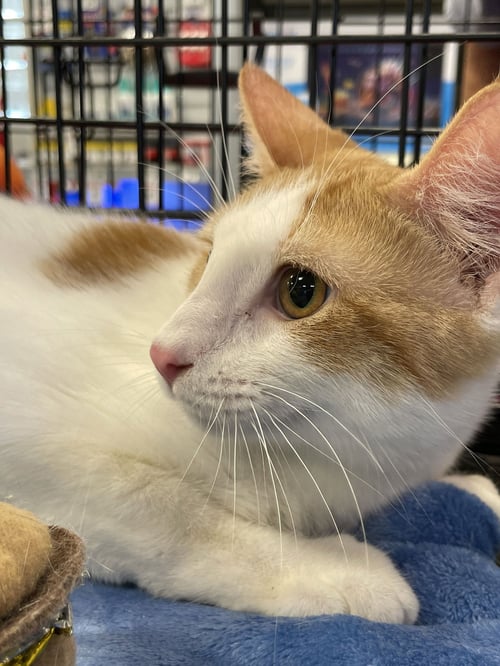 ELLIOTT - Domestic Short Hair available for adoption