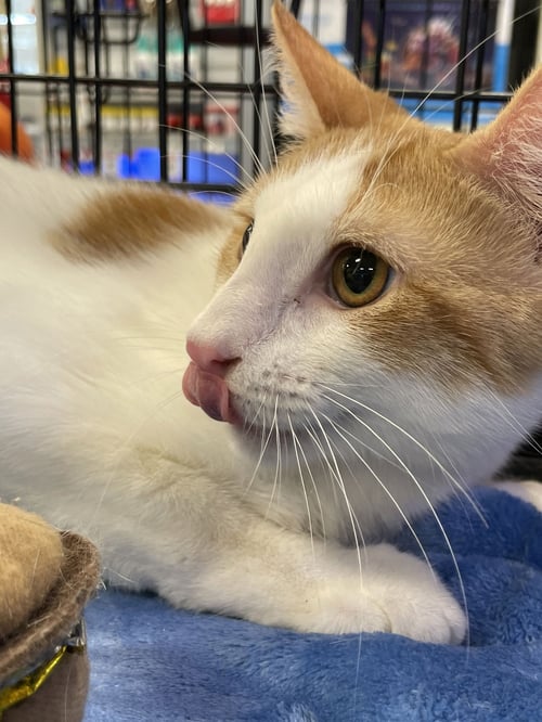 ELLIOTT - Domestic Short Hair available for adoption