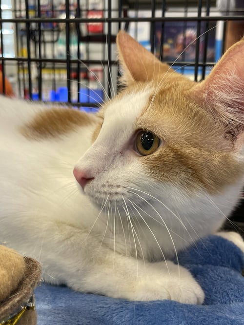 ELLIOTT - Domestic Short Hair available for adoption