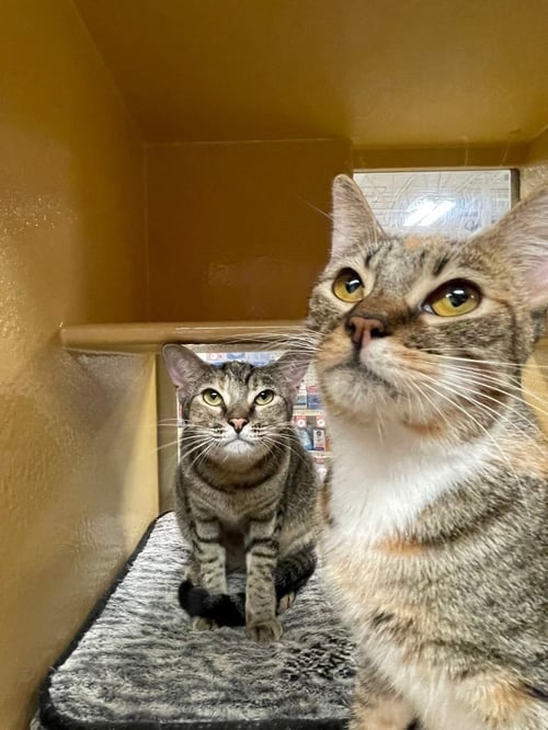 DOTTIE - Domestic Short Hair available for adoption