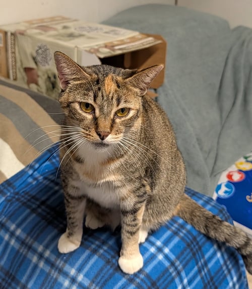 DOTTI - Domestic Short Hair available for adoption