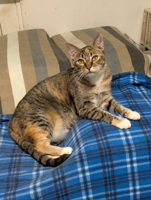 DOTTI - Domestic Short Hair available for adoption
