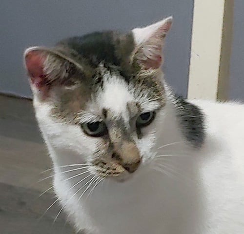 PRETTY BOY - Domestic Short Hair available for adoption