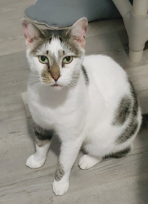PRETTY BOY - Domestic Short Hair available for adoption