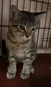 Nora - Photo 2