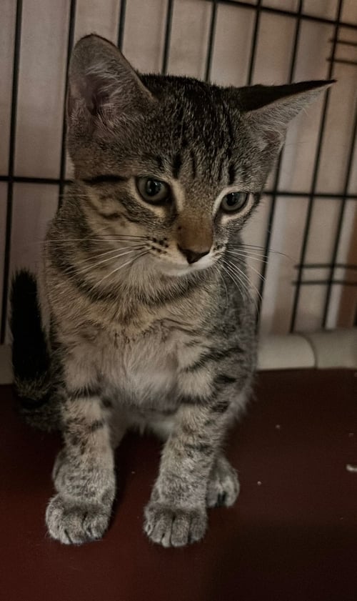 NORA - Domestic Short Hair available for adoption