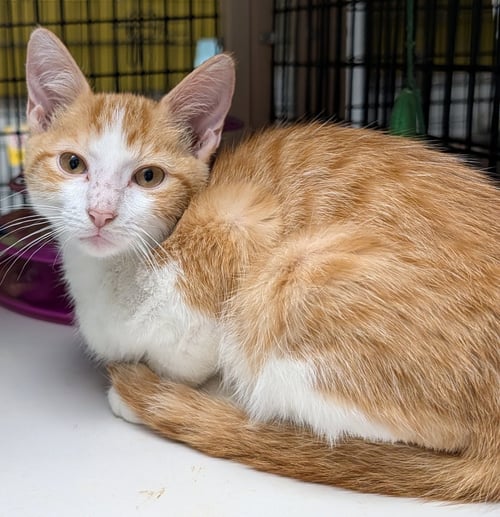 COLBY - Domestic Short Hair available for adoption