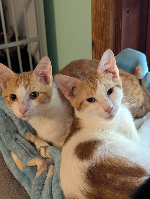 COLBY - Domestic Short Hair available for adoption