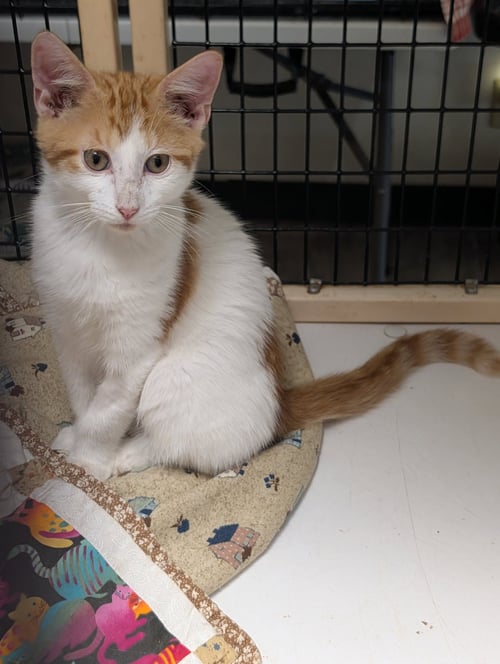 COLBY - Domestic Short Hair available for adoption