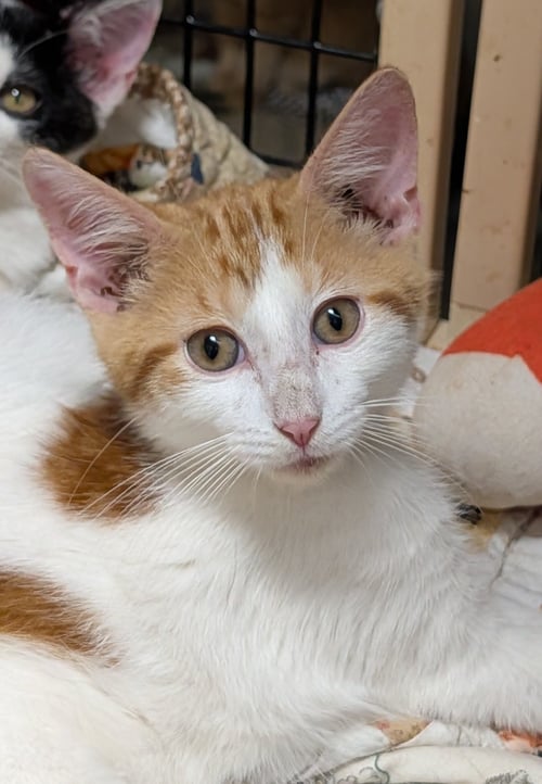 COLBY - Domestic Short Hair available for adoption