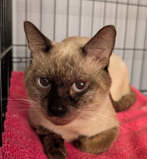 AUGUST - Siamese available for adoption