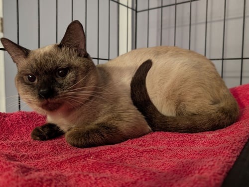 AUGUST - Siamese available for adoption