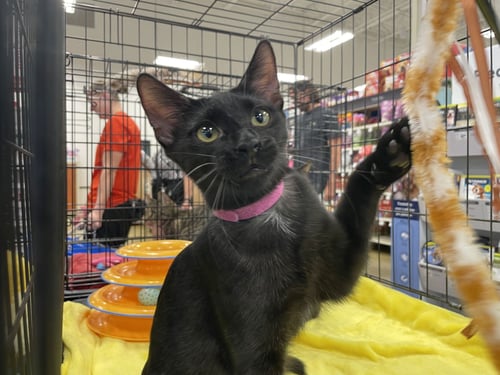 SHURI - Domestic Short Hair available for adoption