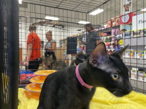 SHURI - Domestic Short Hair available for adoption