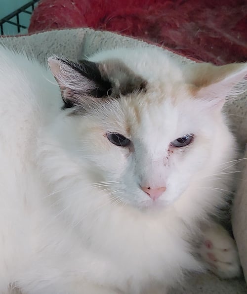 SWEET PEA - Domestic Long Hair available for adoption