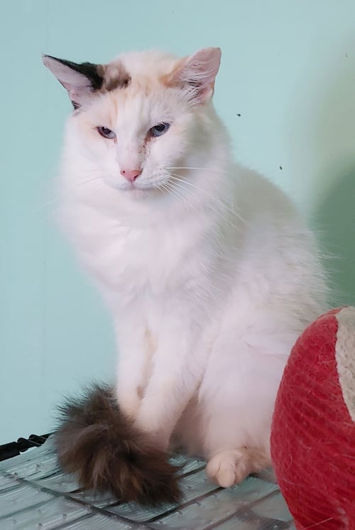 SWEET PEA - Domestic Long Hair available for adoption