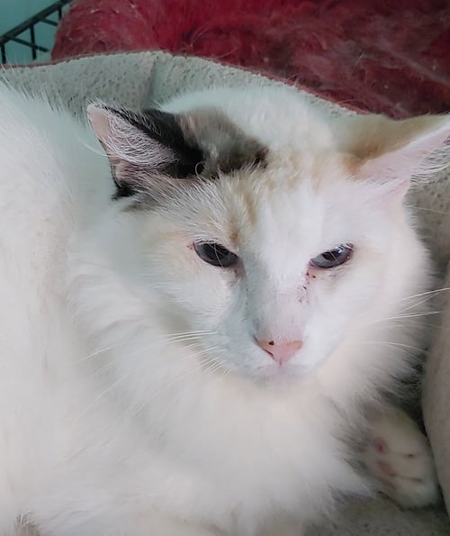 SWEET PEA - Domestic Long Hair available for adoption