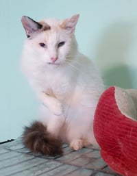 Sweet Pea - Photo 3