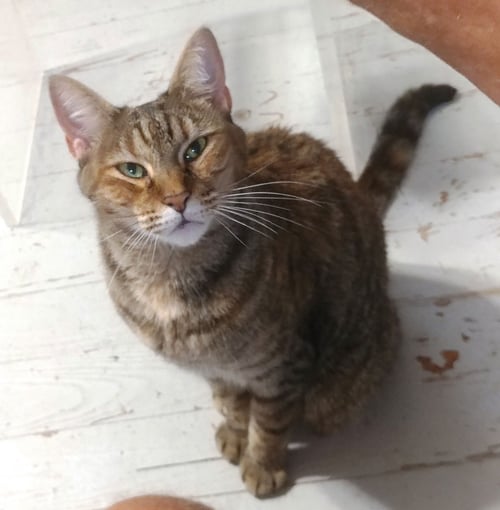 ESME - Domestic Short Hair available for adoption