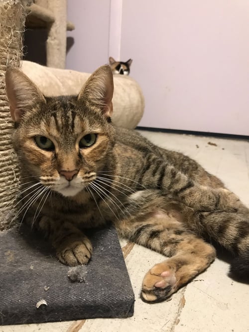 ESME - Domestic Short Hair available for adoption