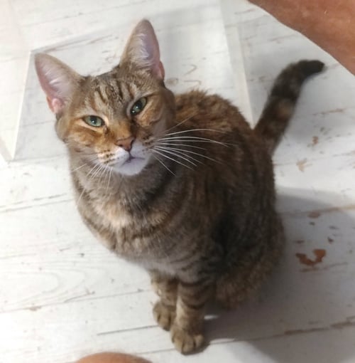 ESME - Domestic Short Hair available for adoption