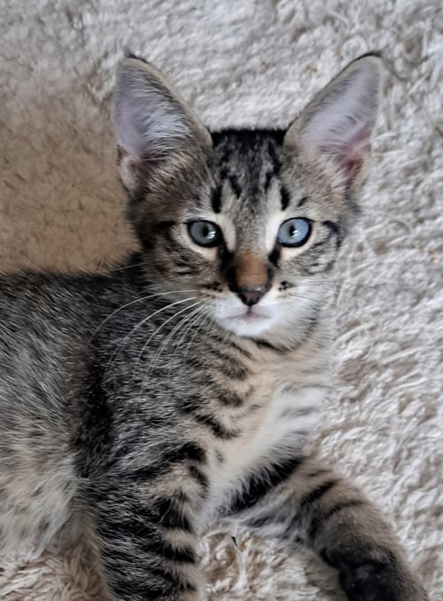 LOKI - Domestic Short Hair available for adoption