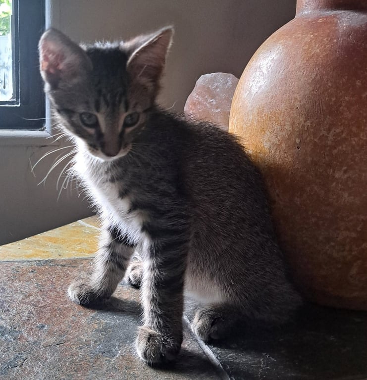 Loki Image
