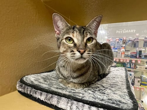 COUGAR - Domestic Short Hair available for adoption