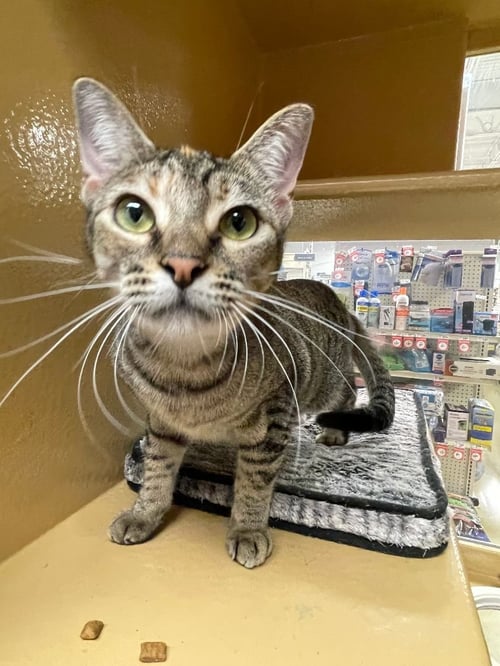 COUGAR - Domestic Short Hair available for adoption