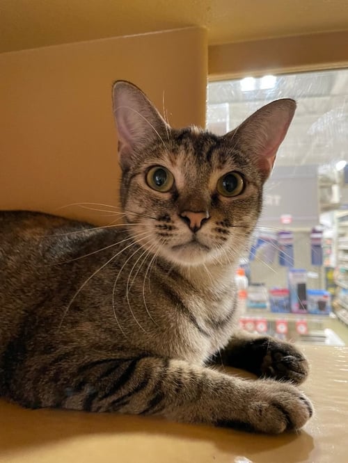 COUGAR - Domestic Short Hair available for adoption
