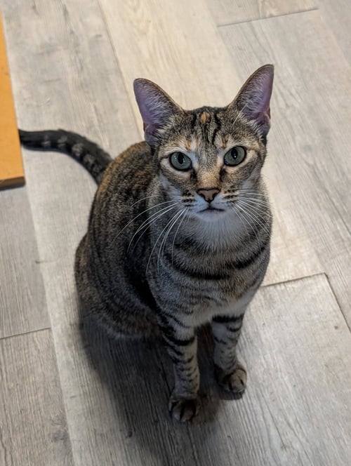 COUGAR - Domestic Short Hair available for adoption