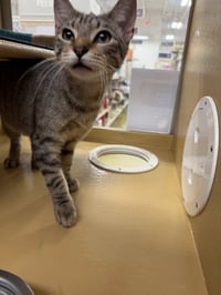 Pepper - Photo 5
