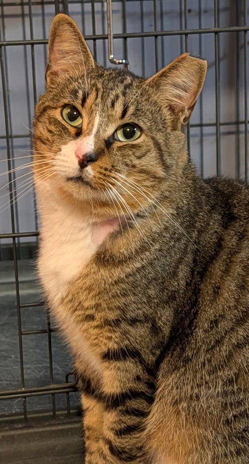 VINCENT - Domestic Short Hair available for adoption