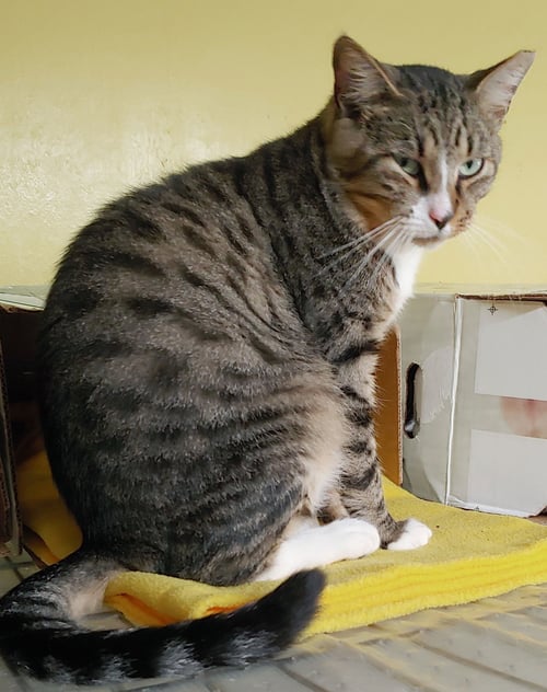 VINCENT - Domestic Short Hair available for adoption