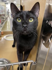 Olive 2026 - Photo 1