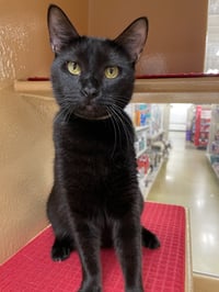 Olive 2026 - Photo 2