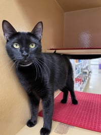 Olive 2026 - Photo 3