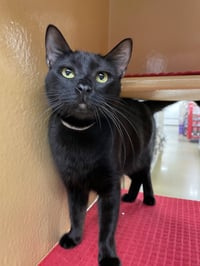 Olive 2026 - Photo 4