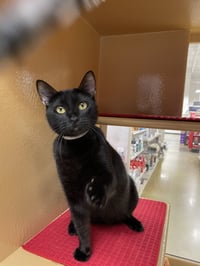 Olive 2026 - Photo 5