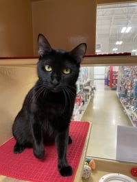 Olive 2026 - Photo 6