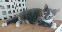 Patches - Photo 4