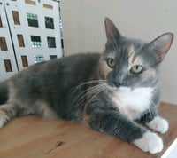 Patches - Photo 5