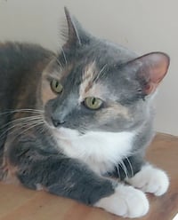 Patches - Photo 3