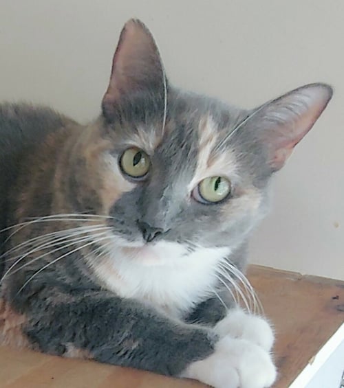 PATCHES - Domestic Short Hair available for adoption