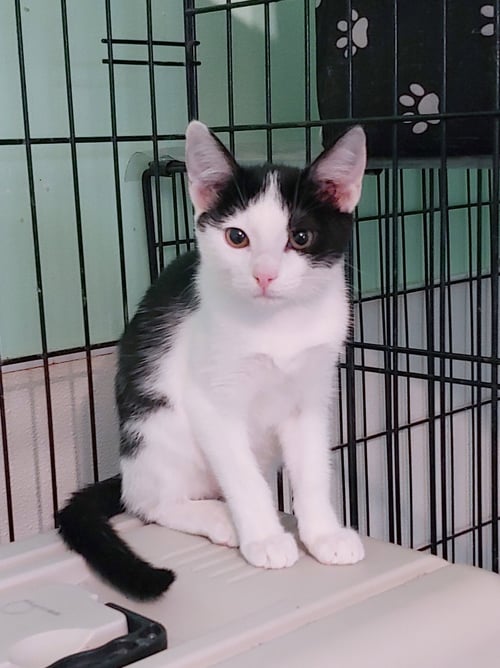 LEILANI - Tuxedo available for adoption