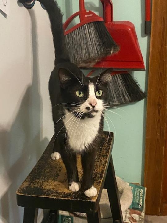 CLYDE - Domestic Short Hair available for adoption