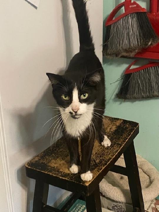 CLYDE - Domestic Short Hair available for adoption