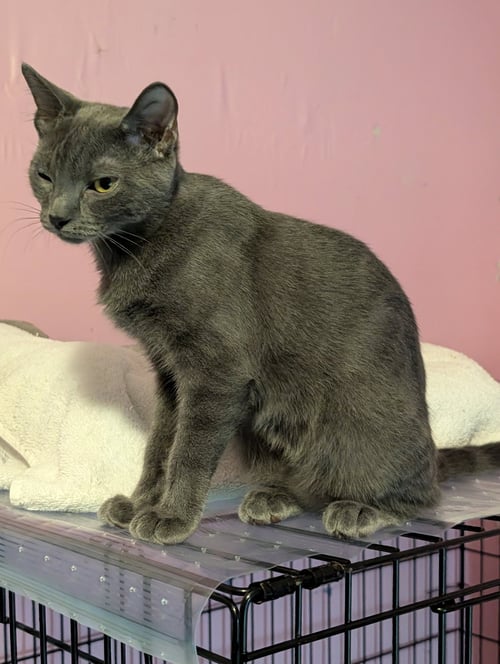 DAPHNE - Domestic Short Hair available for adoption